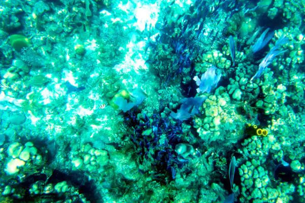 Catalina Diving - Image 4