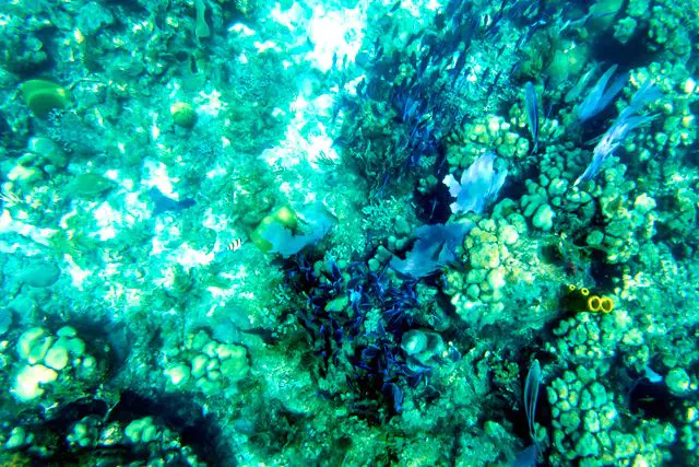 Catalina All Inclusive and Snorkeling - Image 3