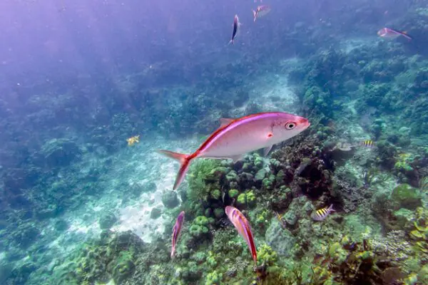Catalina Diving