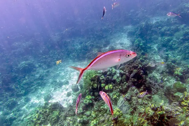 Catalina All Inclusive and Snorkeling