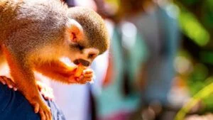 Monkey grove