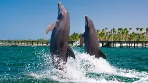 Swimming with dolphins